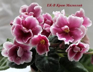 ВКраюМагнолий8