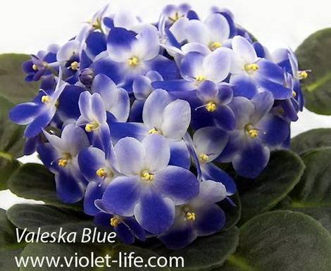ValeskaBlue1