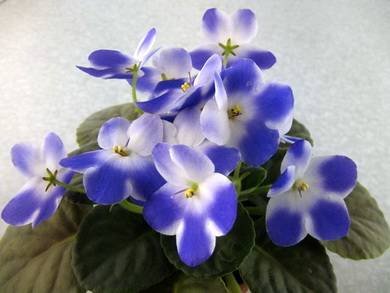 ValeskaBlue2