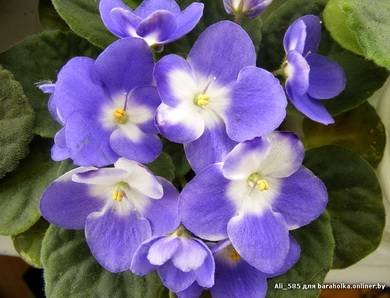 ValeskaBlue7