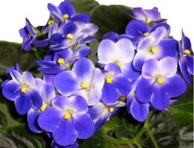 ValeskaBlue8