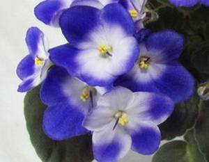 ValeskaBlue9