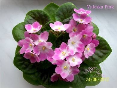 ValeskaPink2