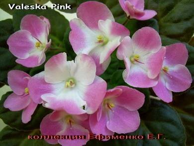 ValeskaPink3