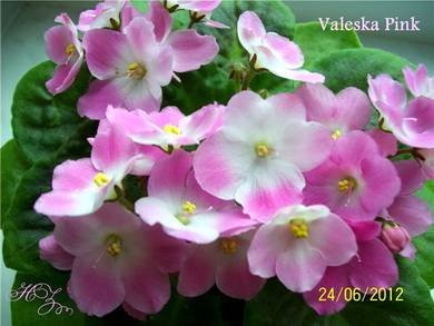 ValeskaPink5