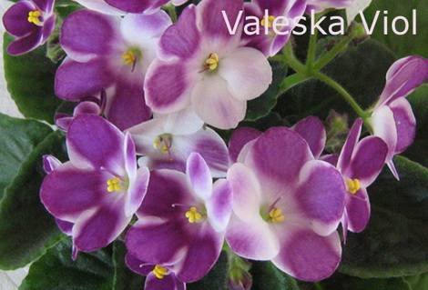 ValeskaViol1