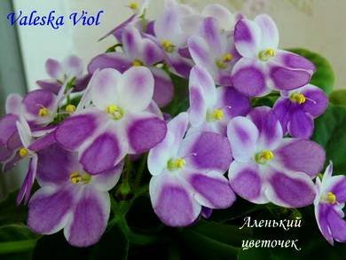 ValeskaViol5