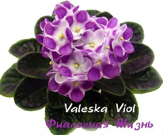 ValeskaViol6