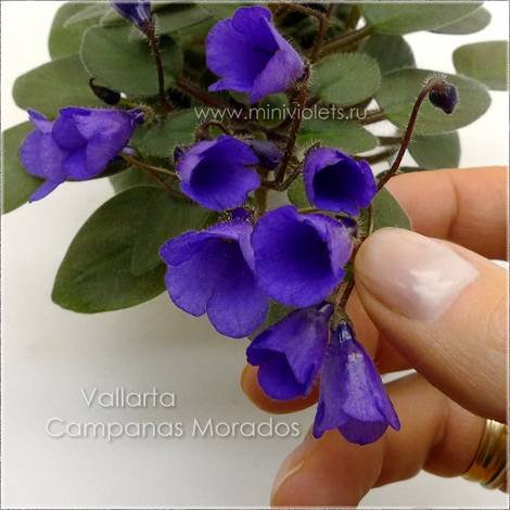 VallartaCampanasMorados1
