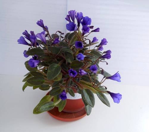 VallartaCampanasMorados6