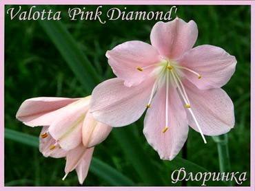 VallotaPinkDiamond