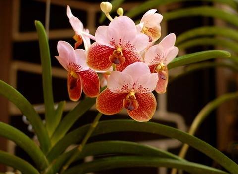 Vanda10