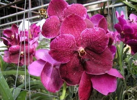 Vanda5