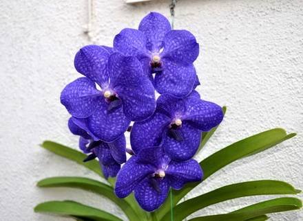 Vanda6