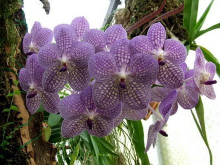 Vanda8