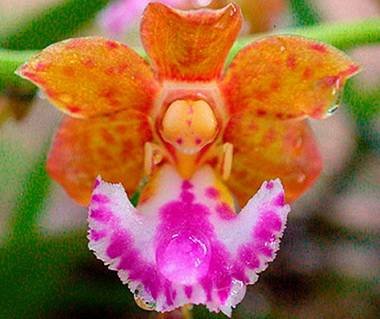 VandaFlabellata9
