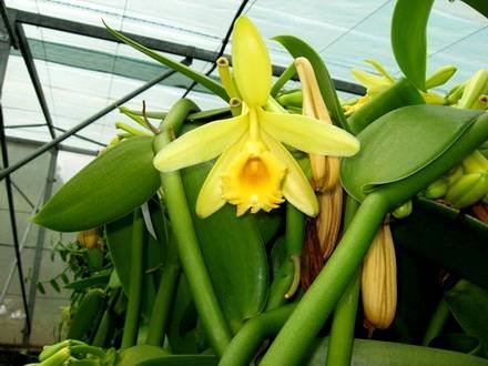 VanillaPompona