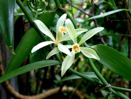 VanillaTahitiensis