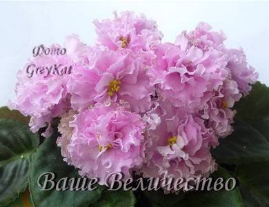 ВашеВеличество7