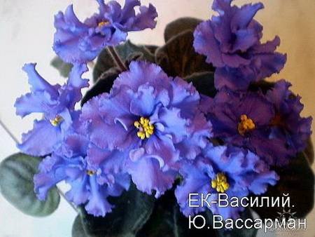 Василий6