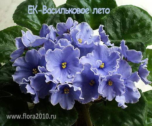 ВасильковоеЛето6