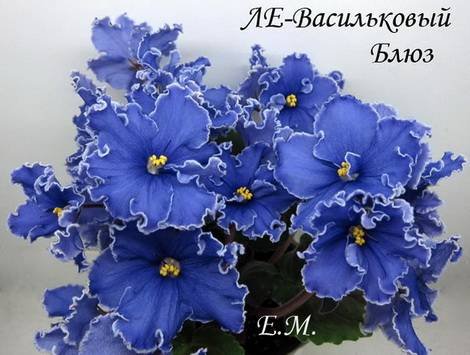 ВасильковыйБлюз1