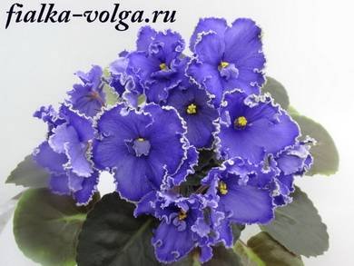 ВасильковыйБлюз2