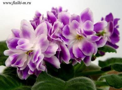 Вавилон3