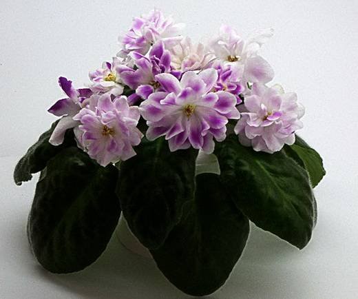 Вавилон6
