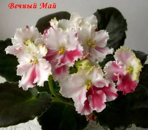 ВечныйМай6