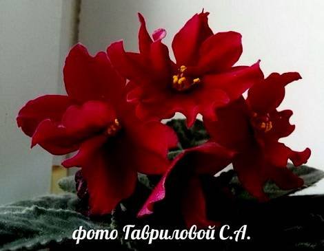 Вега1