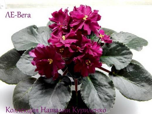 Вега6
