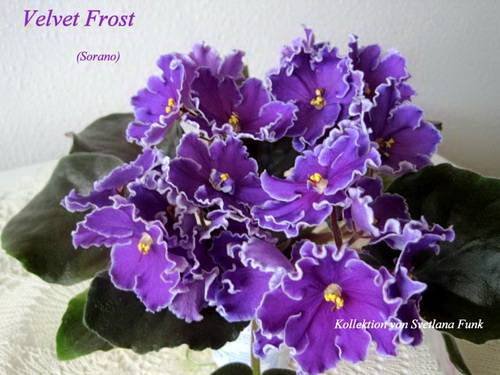 VelvetFrost5