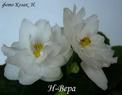 Вера7