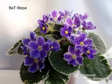 ВераВаТ2
