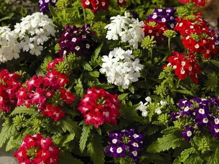 Verbena1