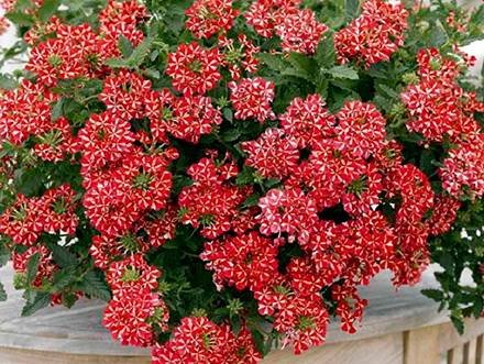 Verbena10