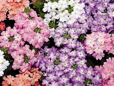 Verbena11