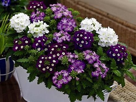 Verbena12