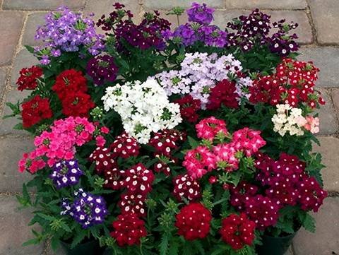 Verbena13