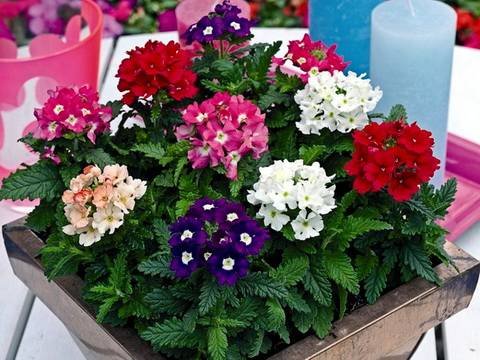 Verbena14