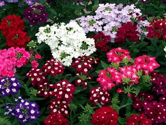 Verbena16