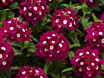 Verbena2