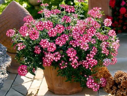 Verbena3