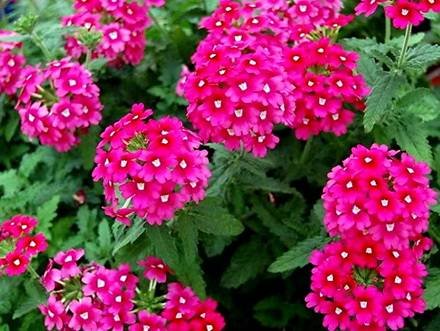 Verbena33