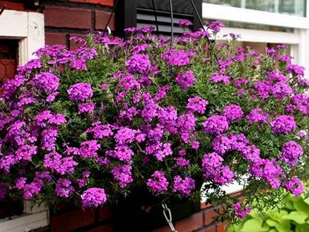 Verbena4