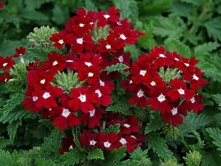 Verbena5