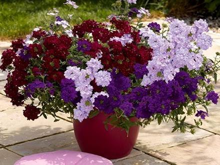 Verbena50