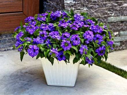 Verbena51