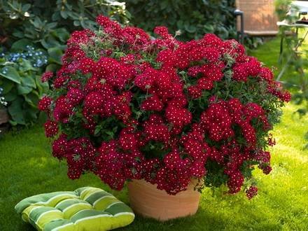 Verbena52